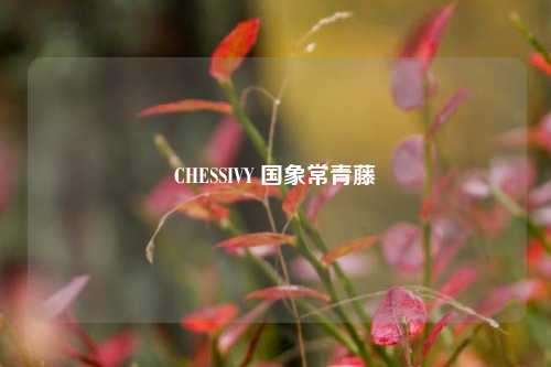 CHESSIVY 国象常青藤