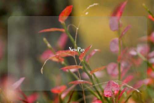 NewPay