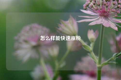 怎么样能快速涨粉