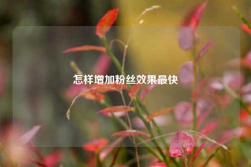 怎样增加粉丝效果最快