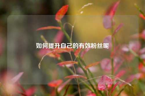 如何提升自己的有效粉丝呢